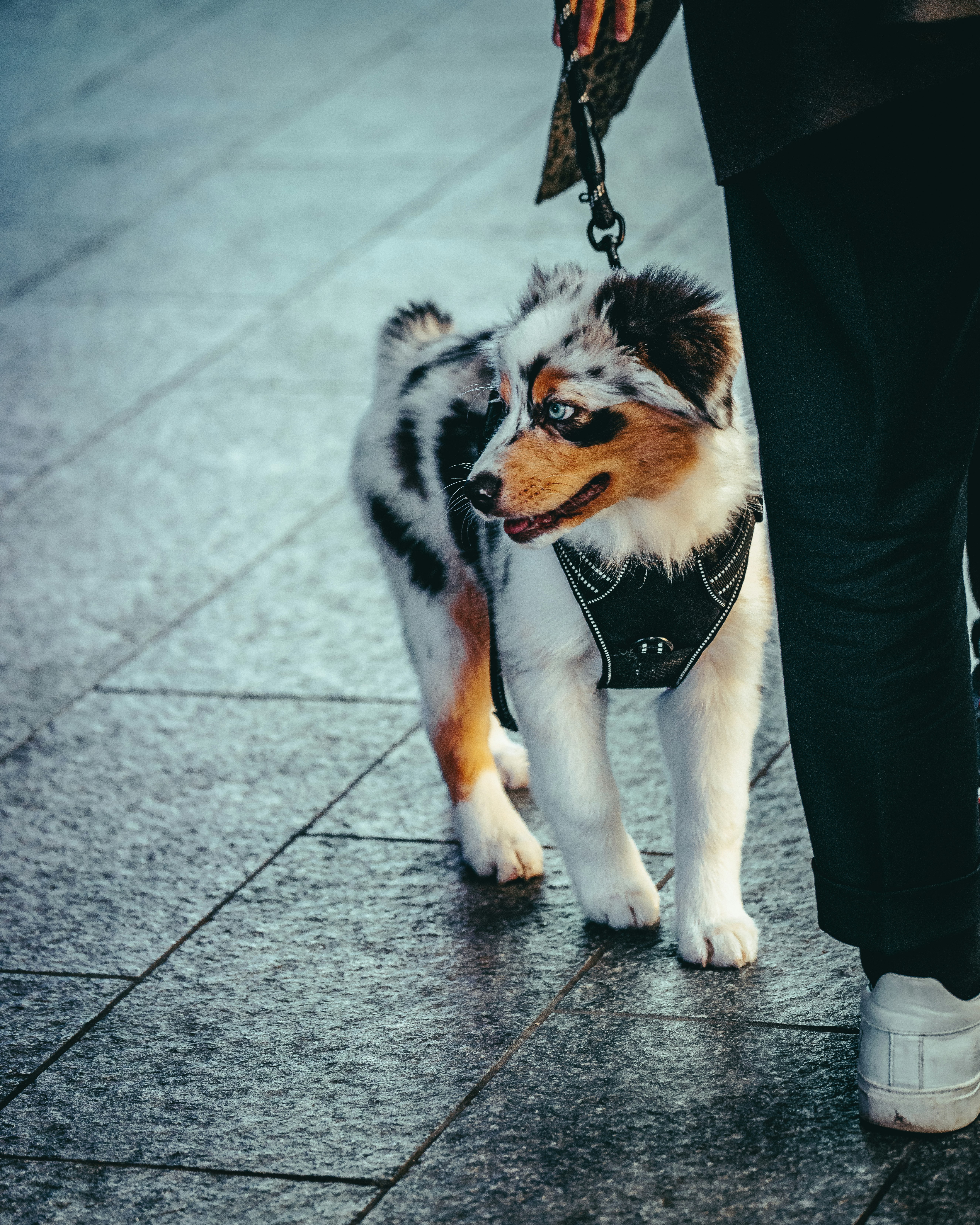 white black and brown dog on gray concrete floor